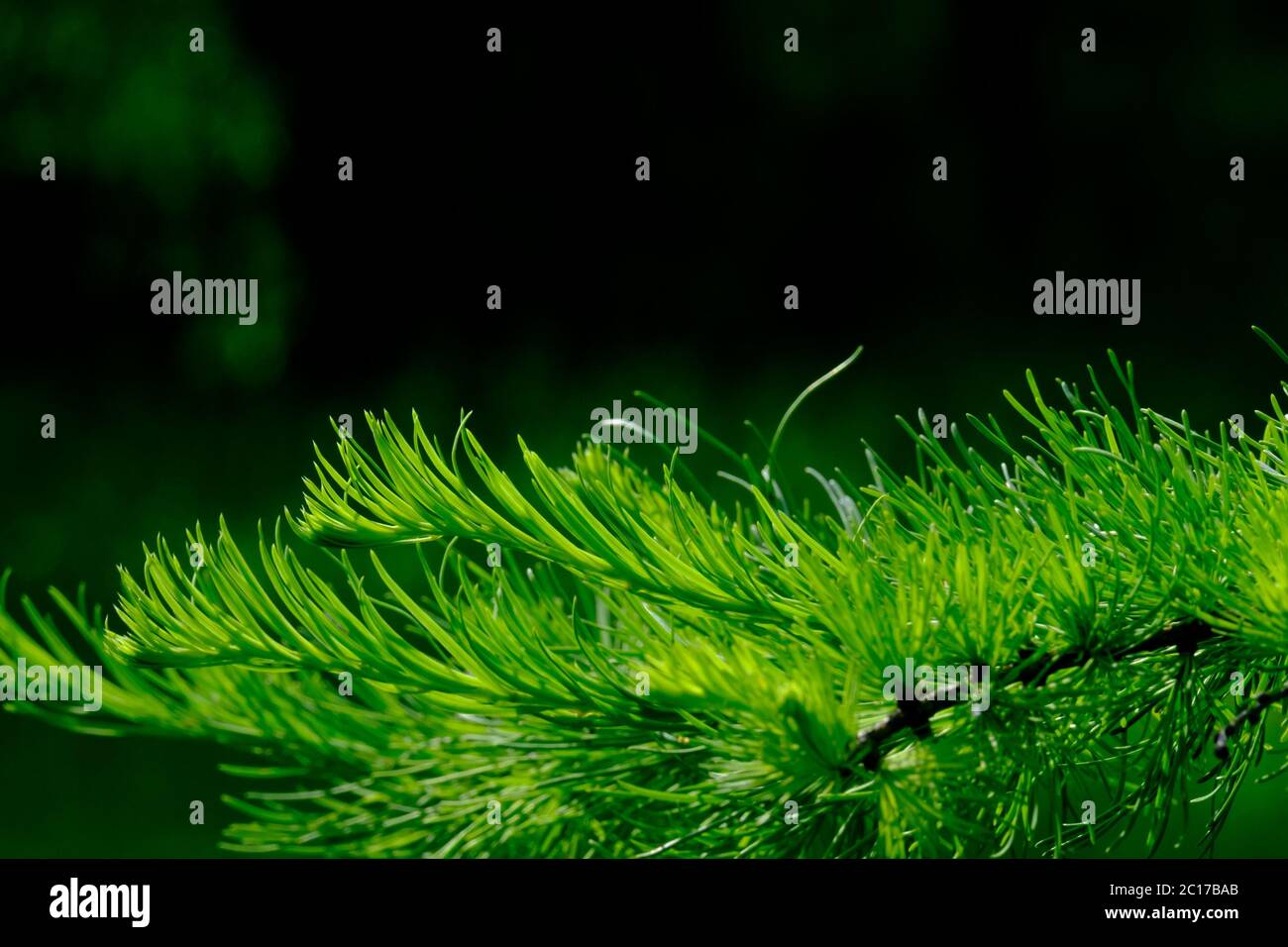 Selective focus on young green shoots of coniferous tree on a summer sunny day. Coniferous needles on a very blurry background. Copy space. Stock Photo