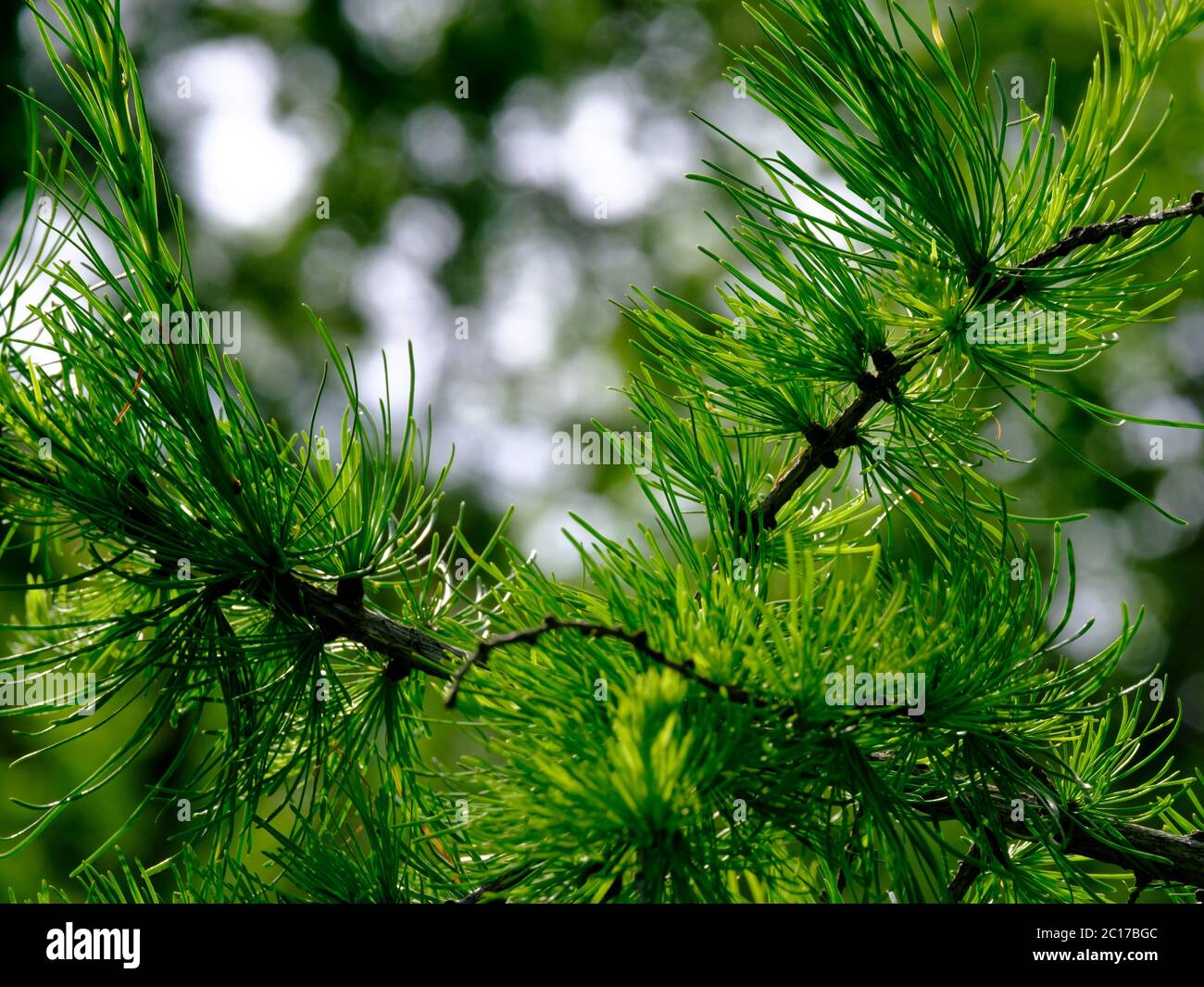 Selective focus on young green shoots of coniferous tree on a summer sunny day. Coniferous needles on a very blurry background. Copy space. Stock Photo