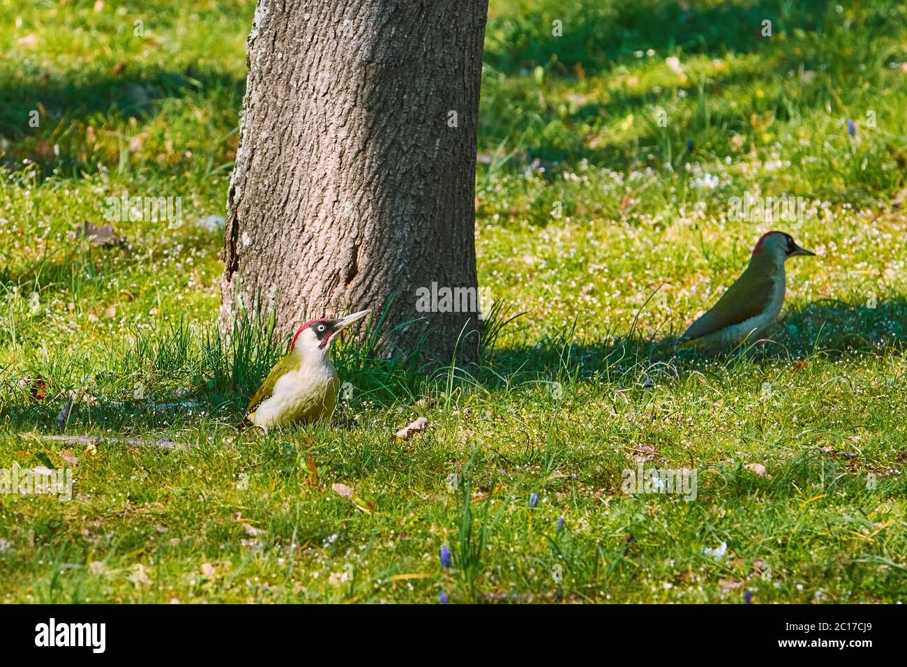 Green Woodpeckers in Grass Stock Photo