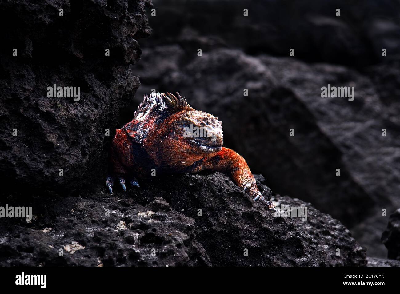 Iguana on black rocks. Stock Photo