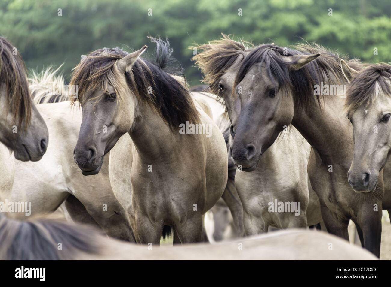 Understanding without words, wild horses in Merfelder Bruch, Dülmen, North Rhine-Westphalia, June, Stock Photo