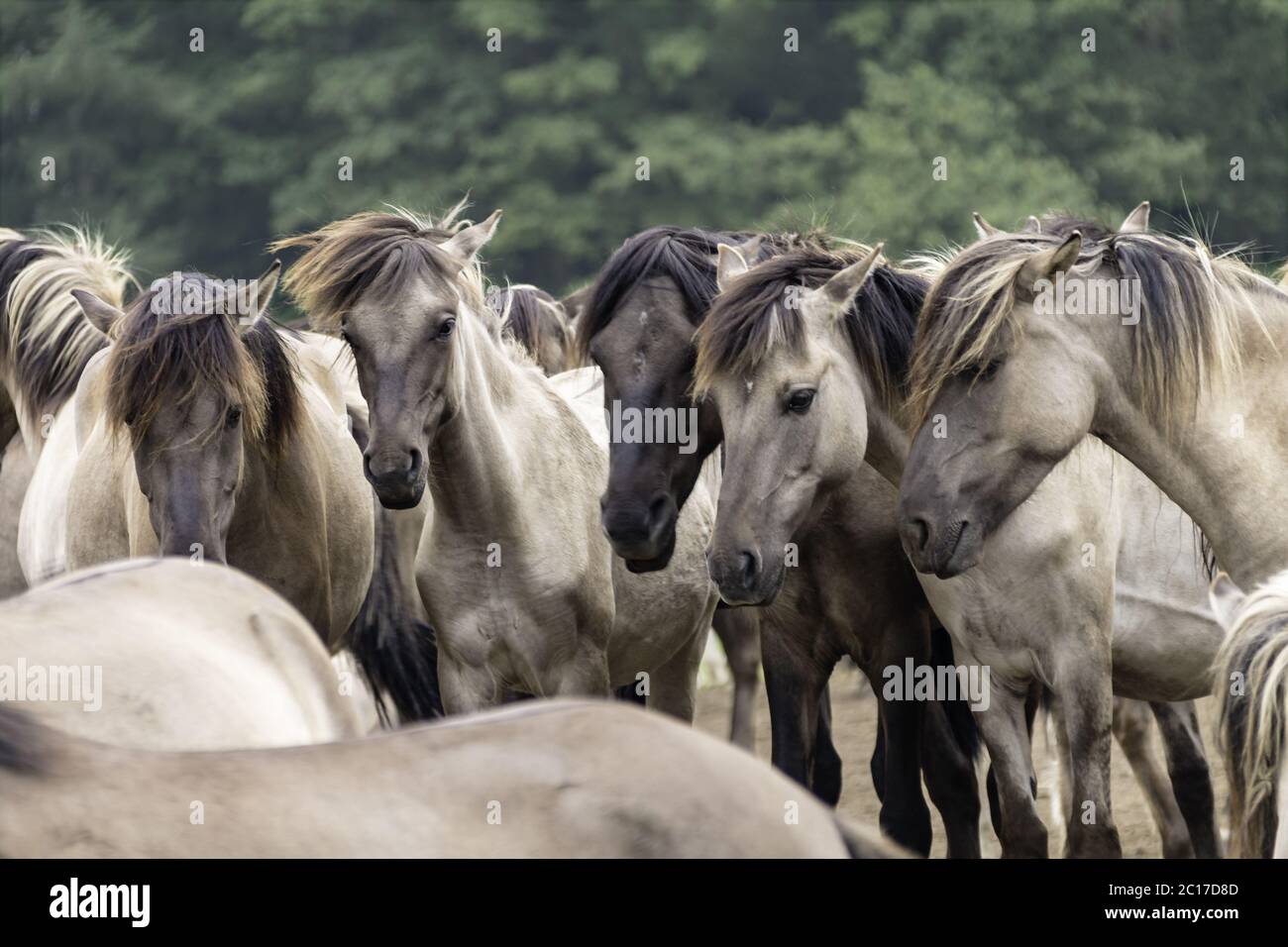 Peaceful Understanding, Wild Horses at Merfelder Bruch, Dülmen, North Rhine-Westphalia, June, Stock Photo