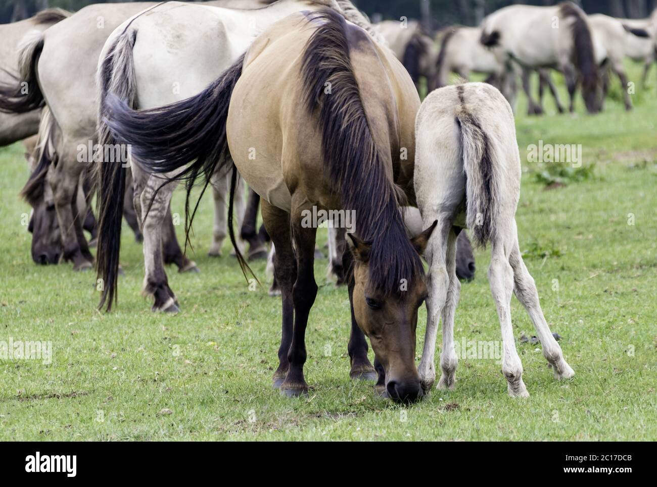 Wild horses at Merfelder Bruch, Dülmen, North Rhine-Westphalia, June, Stock Photo