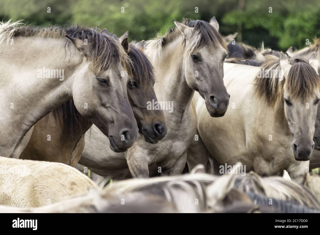 Peaceful dozing, wild horses in Merfelder Bruch, Dülmen, North Rhine-Westphalia, June, Stock Photo