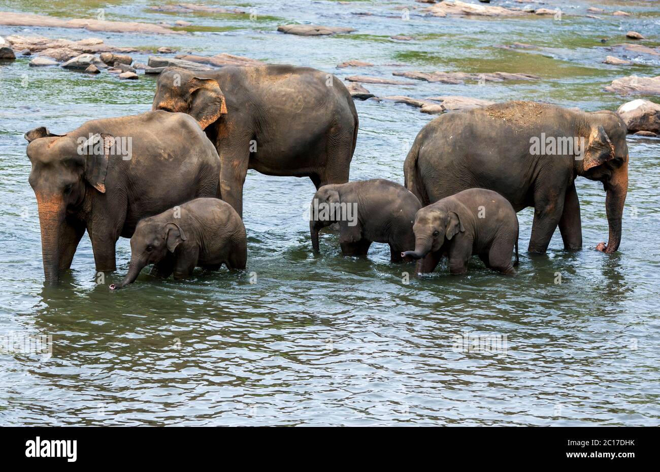 Elephants from the Pinnawala Elephant Orphanage bathe in the Maya Oya River in central Sri Lanka. Stock Photo