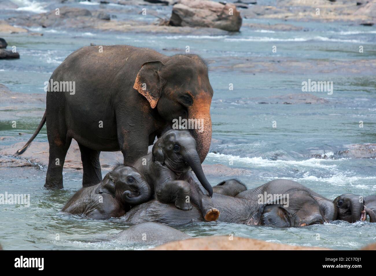 Elephant calves from the Pinnawala Elephant Orphanage climb over an adult elephant whilst bathing in the Maha Oya River in central Sri Lanka. Stock Photo