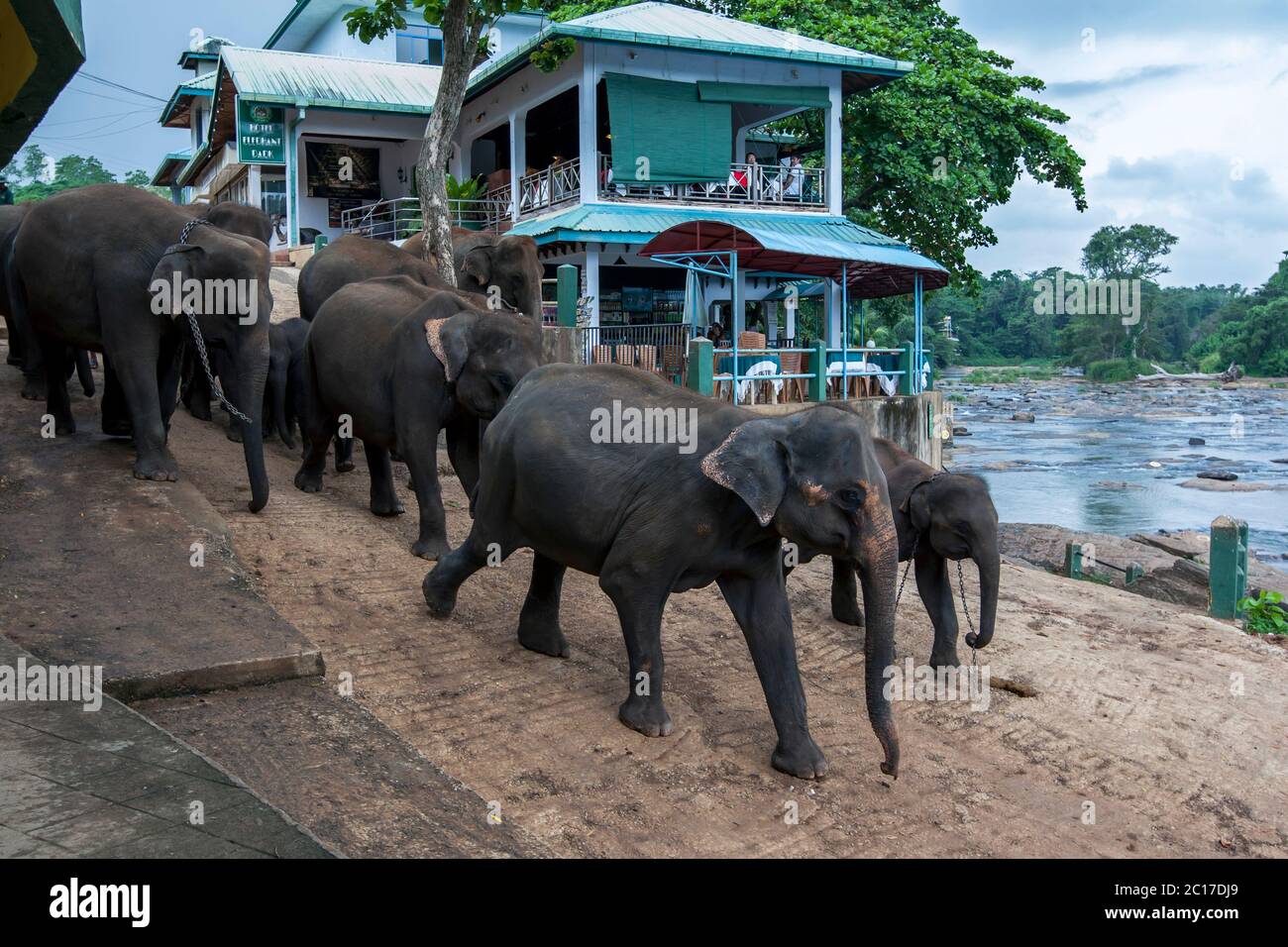 Elephants from the Pinnawala Elephant Orphanage in central Sri Lanka head towards the Maha Oya river in central Sri Lanka to bathe. Stock Photo