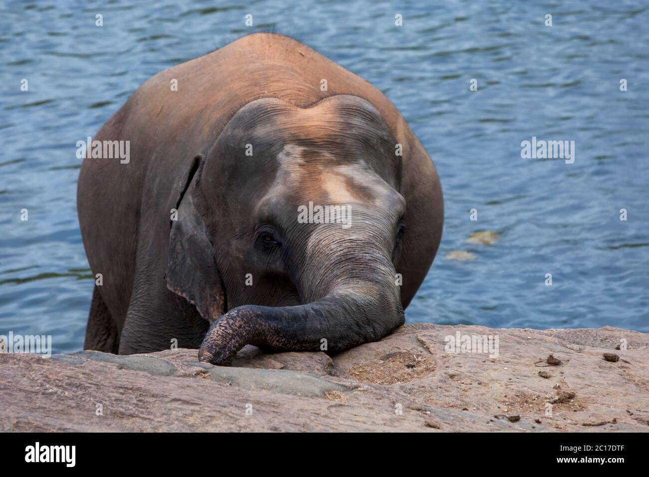 A young elephant from the Pinnawala Elephant Orphanage relaxes on the bank of the Maha Oya River at Pinnawala in Sri Lanka. Stock Photo
