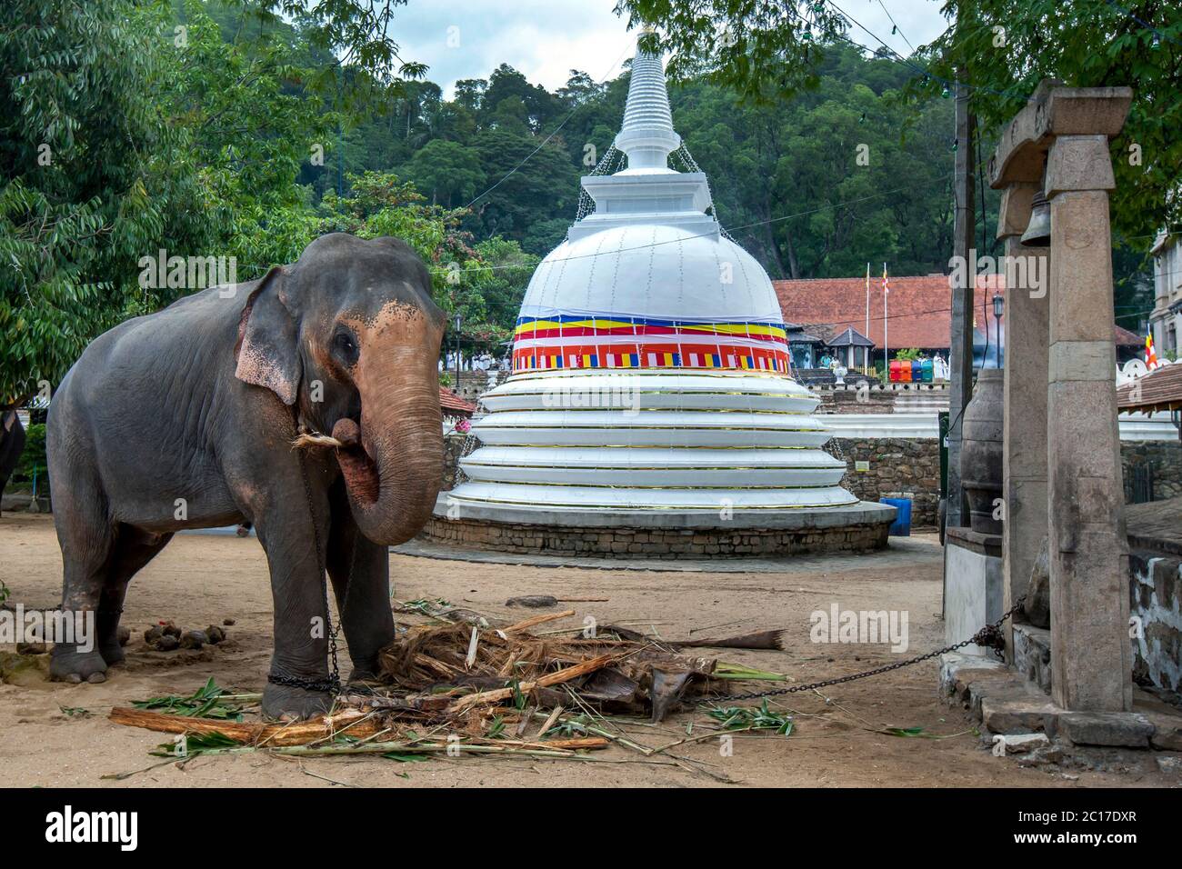 A ceremonial elephant standing in front of a Buddhist stupa within the