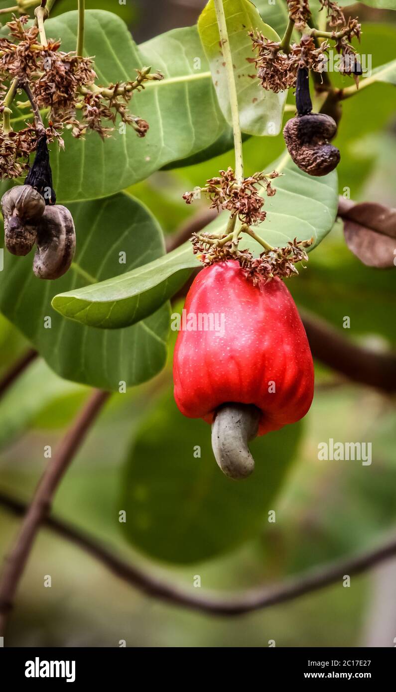 Fruit of a cashew tree, Amazon, Brazil Stock Photo Alamy