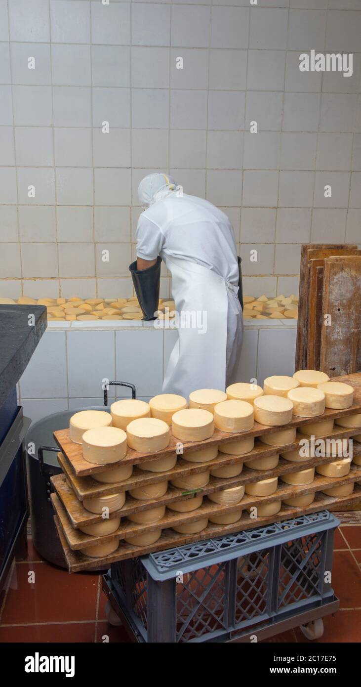 Worker placing cheeses inside a pool to soak them in brine. Cheese manufacturing process Stock Photo