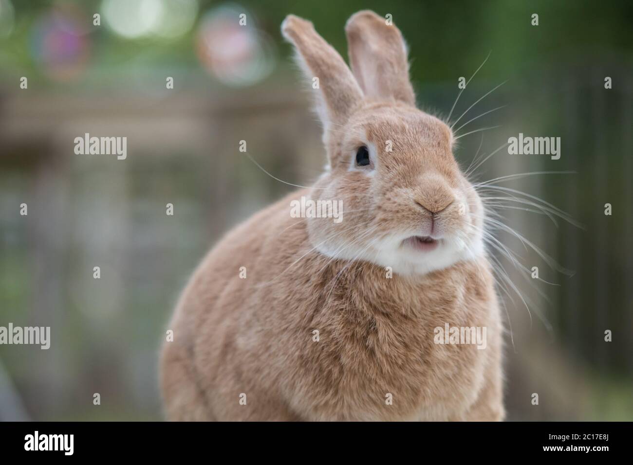 Rufus rabbit hi-res stock photography and images - Alamy