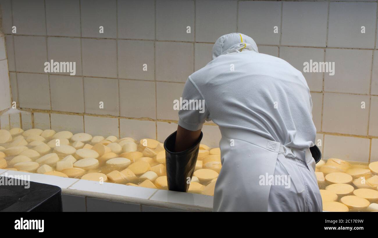 Worker placing cheeses inside a pool to soak them in brine. Cheese manufacturing process Stock Photo