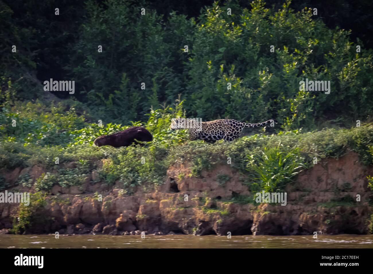 Jaguar chasing a capybara at  the river edge, Pantanal, Brazil Stock Photo