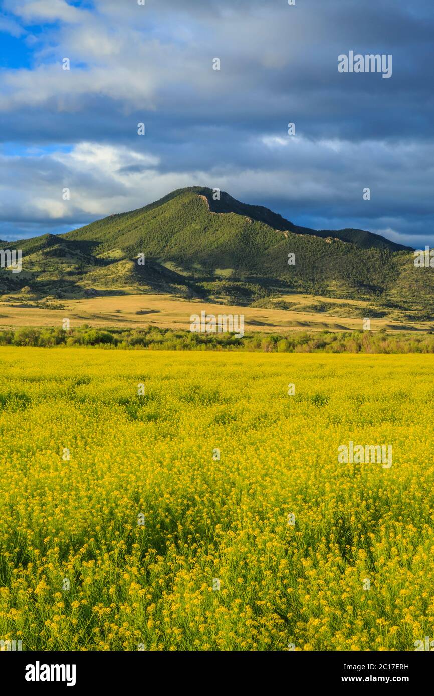 field of canola below doherty mountain in the boulder river valley near cardwell, montana Stock Photo