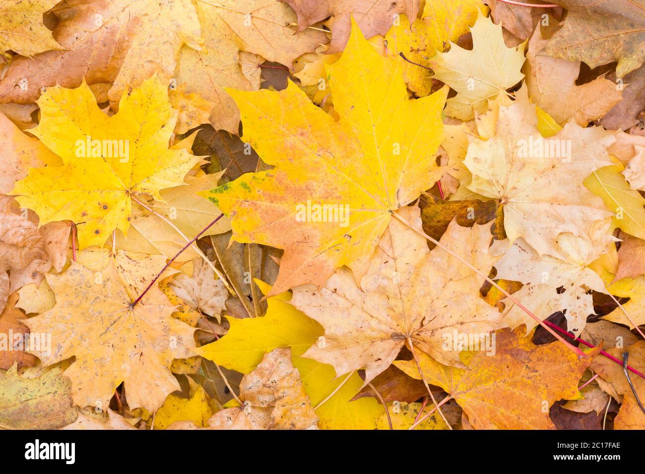 Autumn leaves background. Closeup of sycamore maple (Acer Pseudoplatanus) leaves with fall seasonal colors Stock Photo