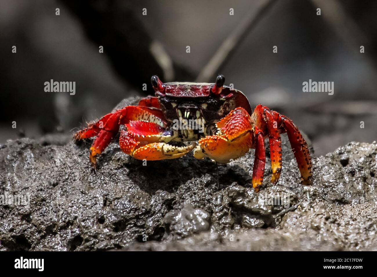 Close up of a red crab in the mangroves, Itacare, Brazil Stock Photo