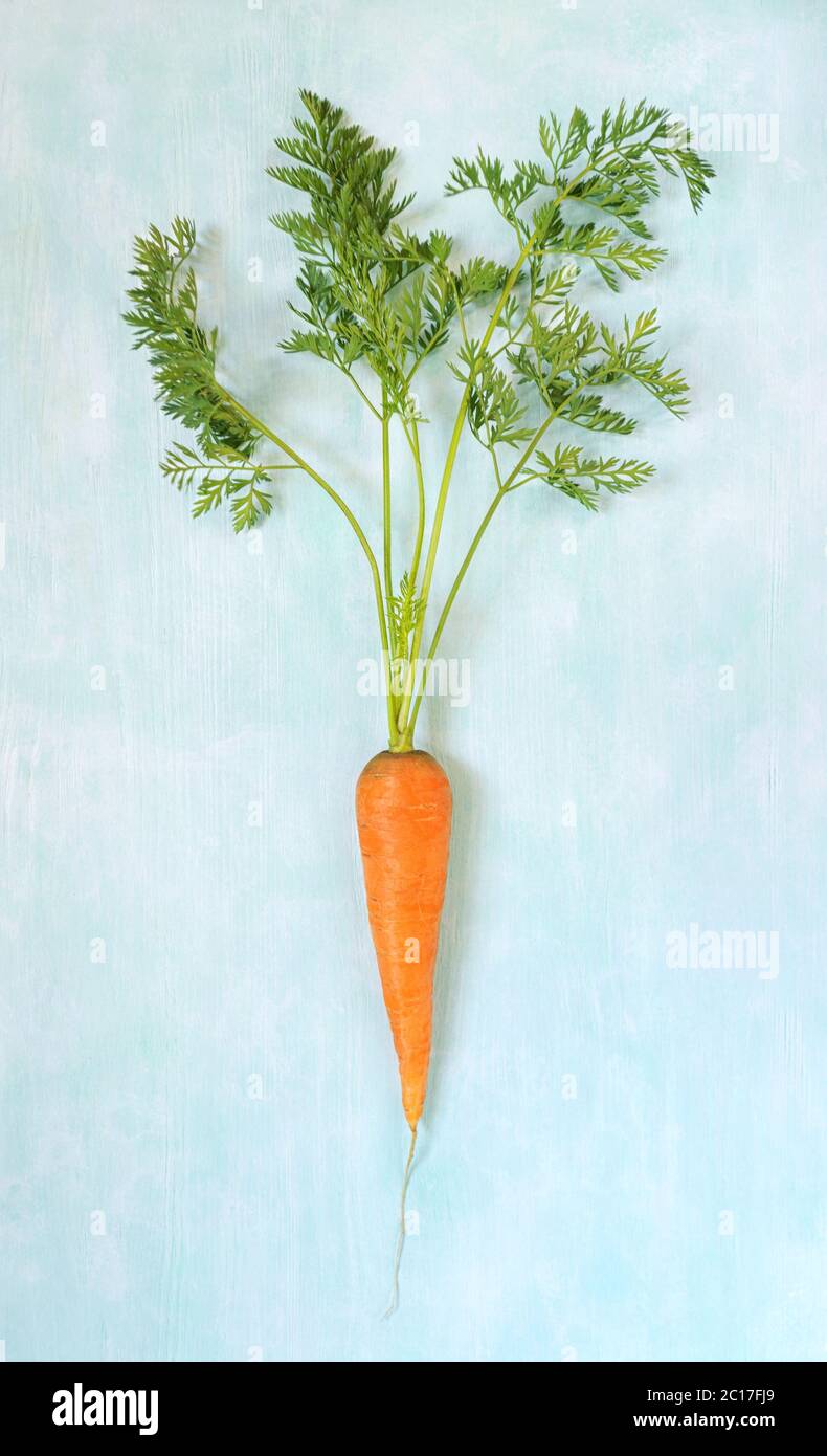 Raw young carrot with green stem over light  background. Vertical orientation, flat lay. Stock Photo