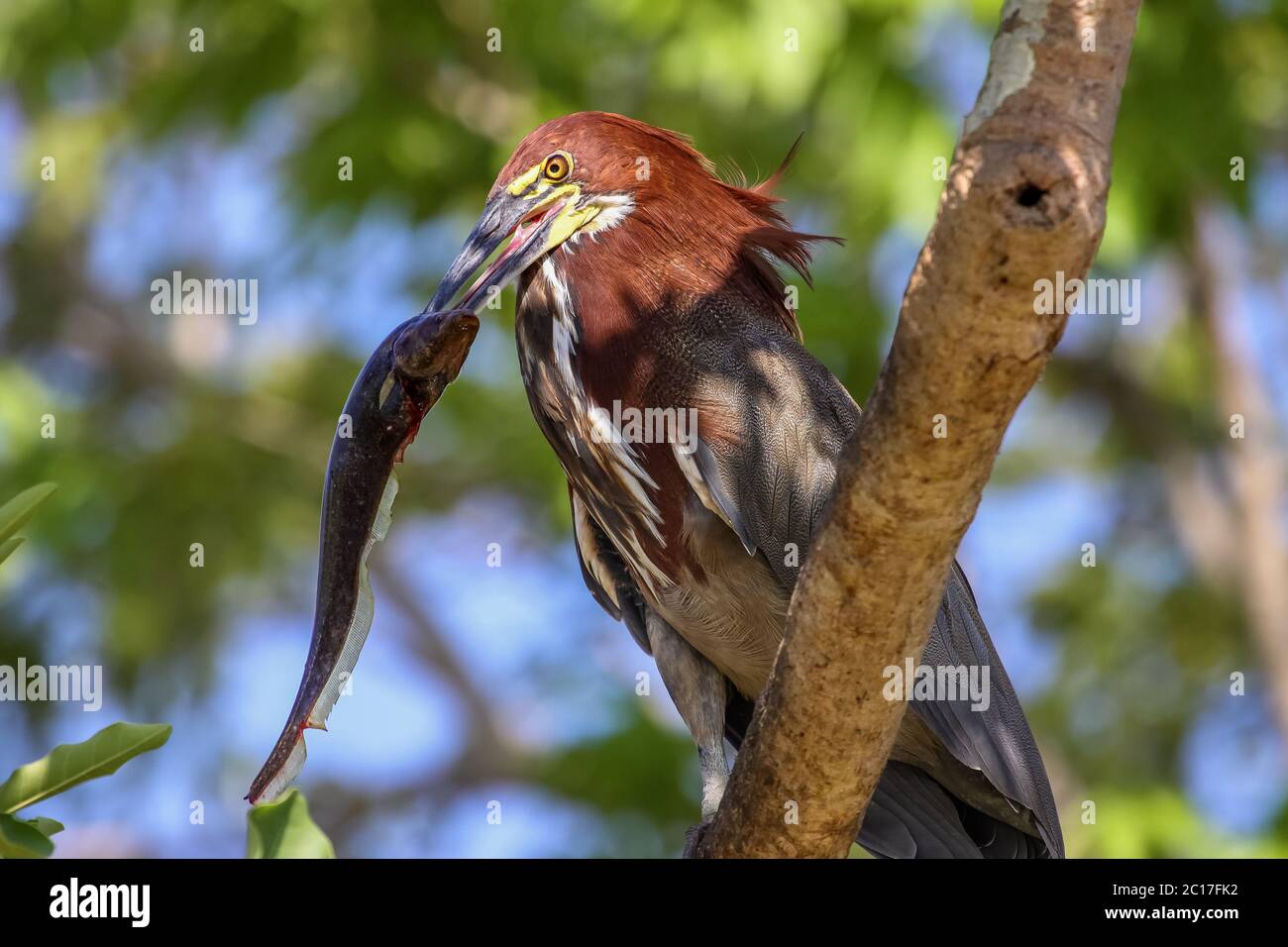 Close up of a Rufuscent tiger heron with a fish impaled as prey, Pantanal, Brazil Stock Photo