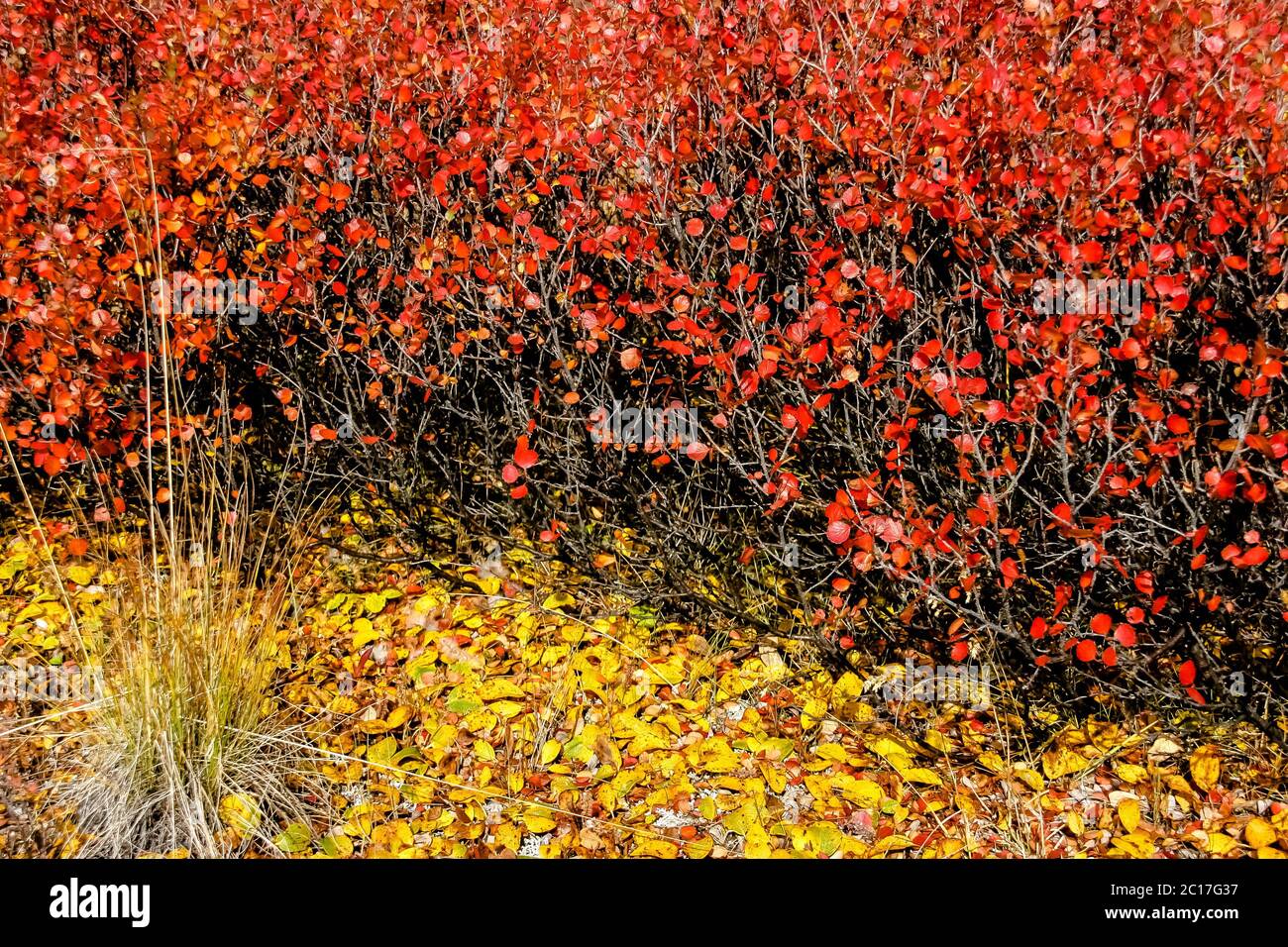 Peaking fall colors of Dwarf arctic birches in the Alaskan tundra, Denali National Park, Alaska Stock Photo