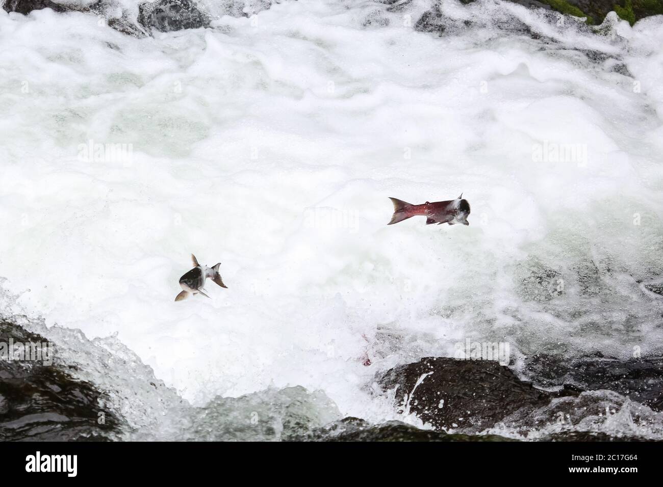 Salmons jumping upstream for spawning, Russian River Falls, Kenai Peninsula, Alaska Stock Photo