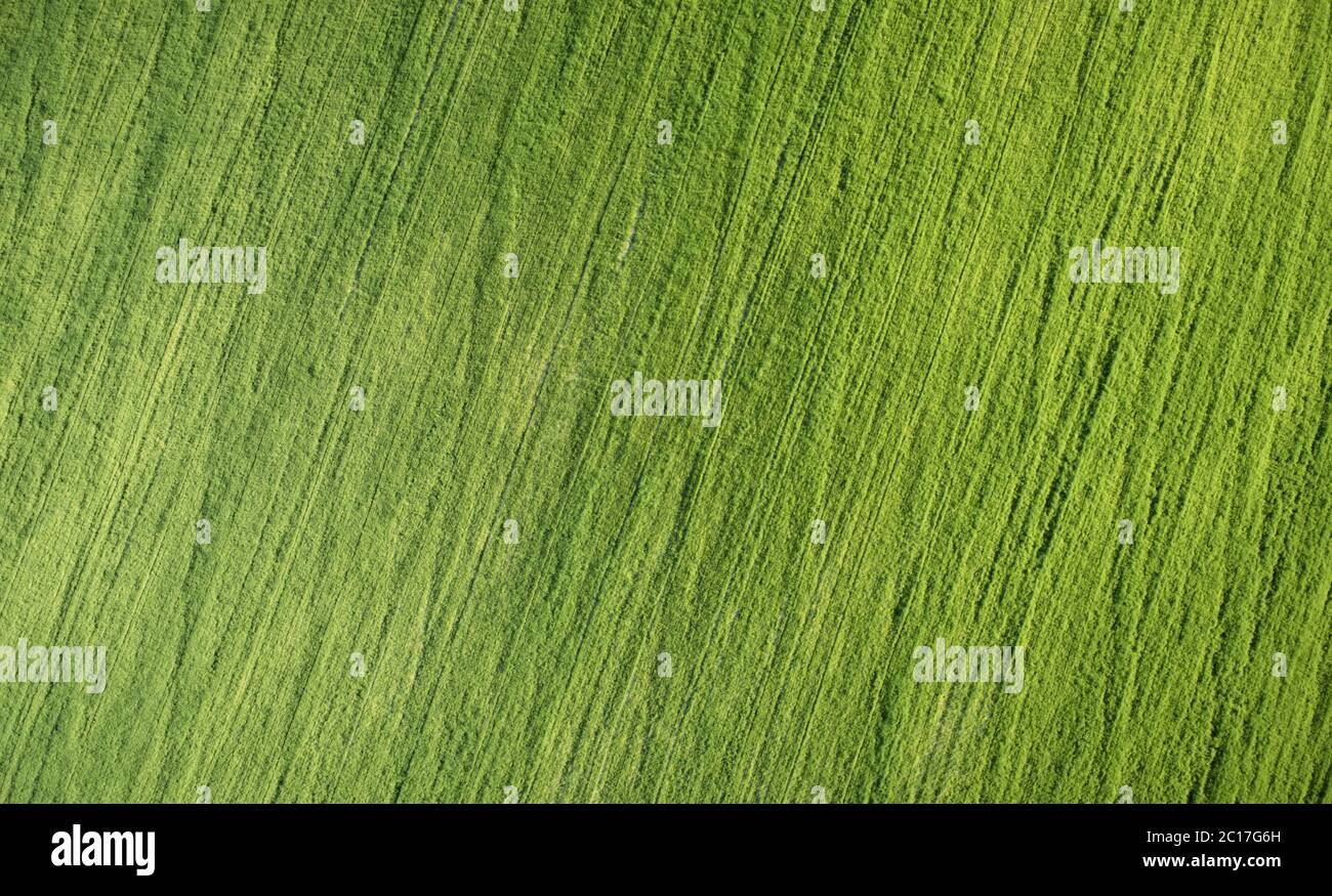 Texture of green field land on sunny day above top view Stock Photo