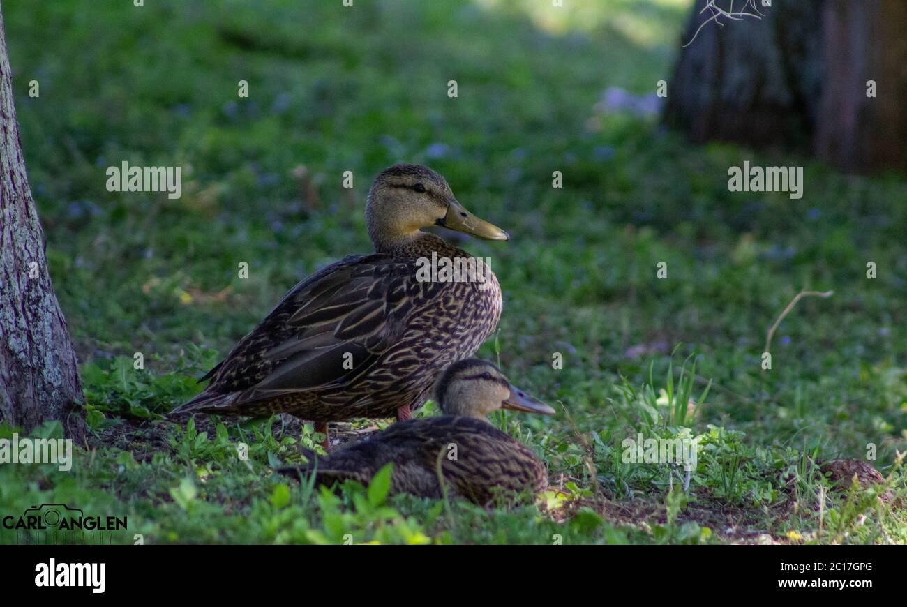 Come to momma hi-res stock photography and images - Alamy