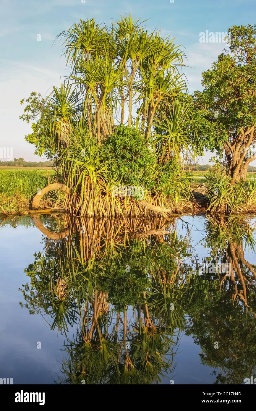 Morning mood with Pandanus palms reflecting in the glassy billabong, Yellow Water, Kakadu National P Stock Photo