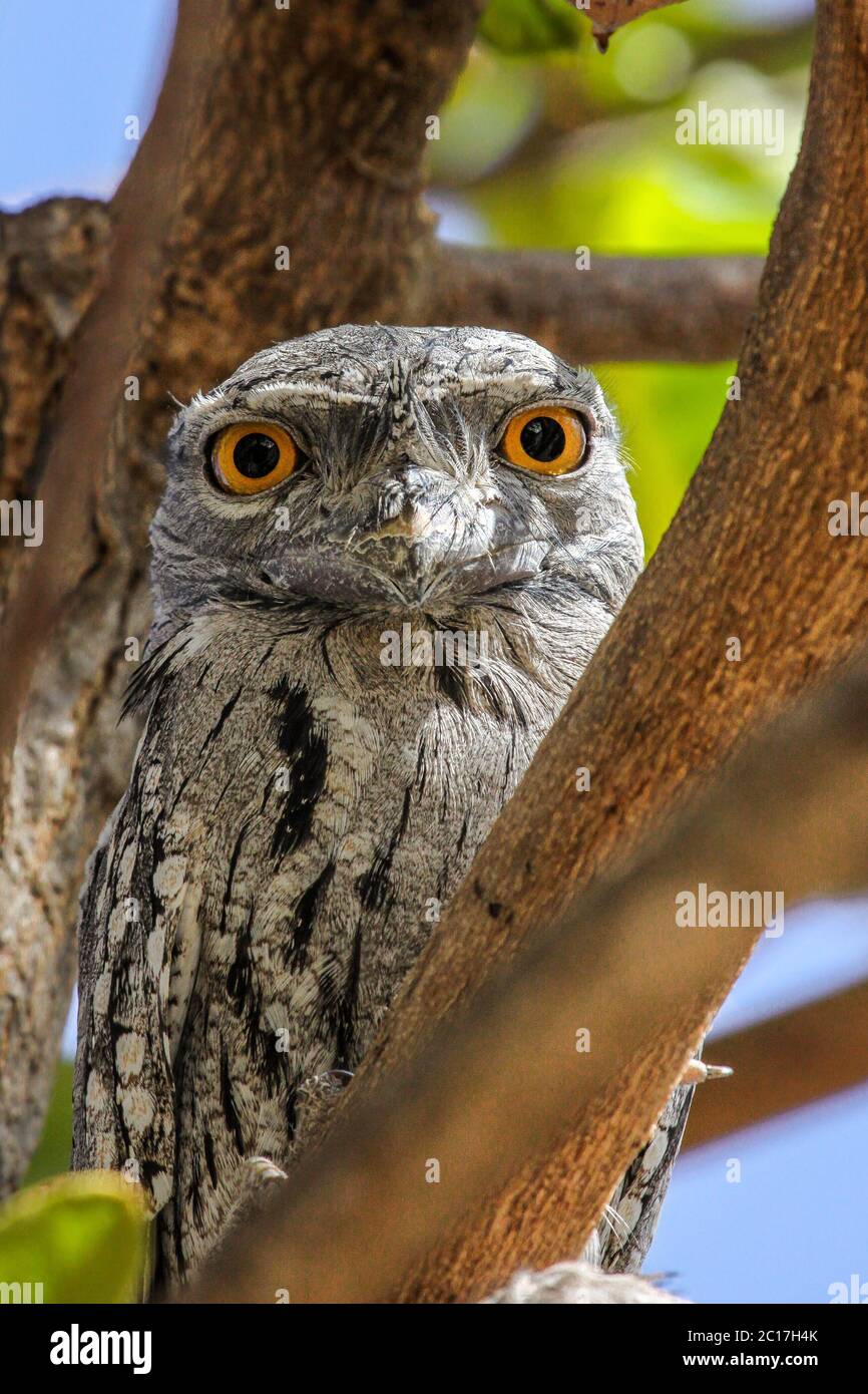 Close up of a unique Tawny frogmouth in tropical tree, facing, Karumba, Queensland, Australia Stock Photo