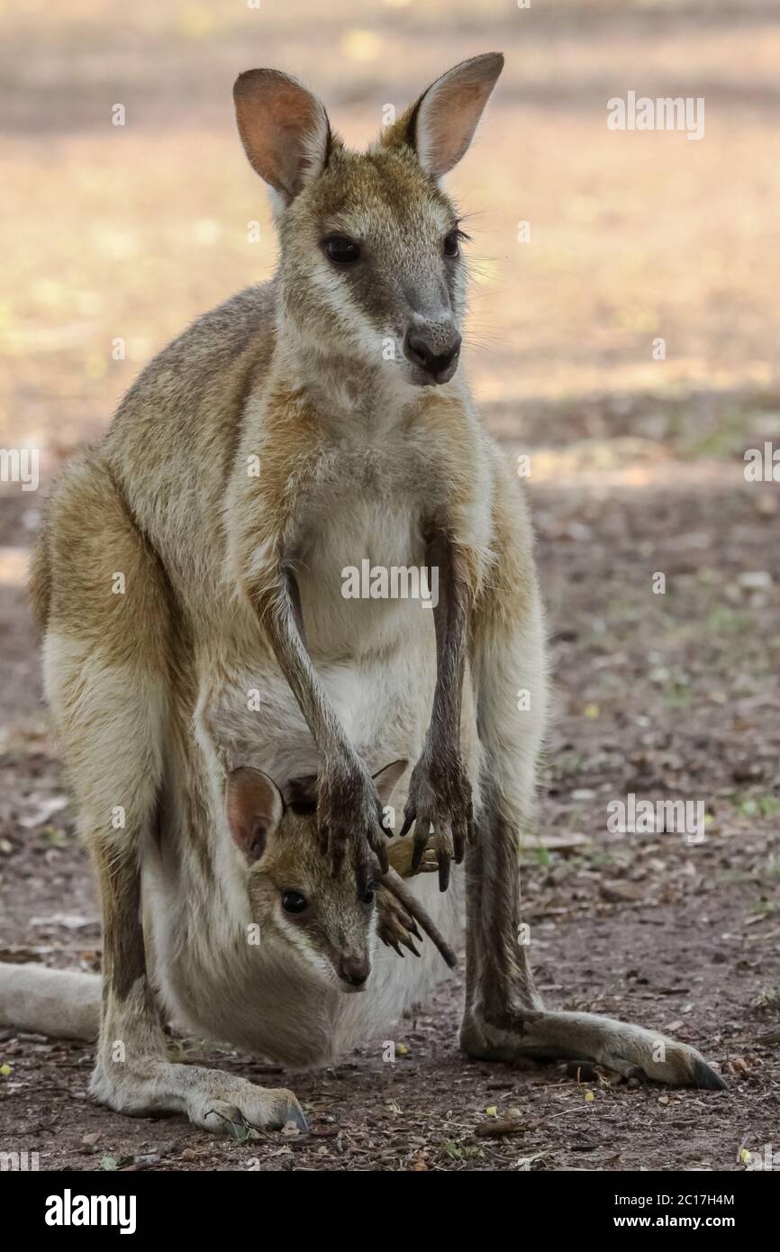 Agile wallaby mother with baby in its pouch, Northern Territory, Australia Stock Photo
