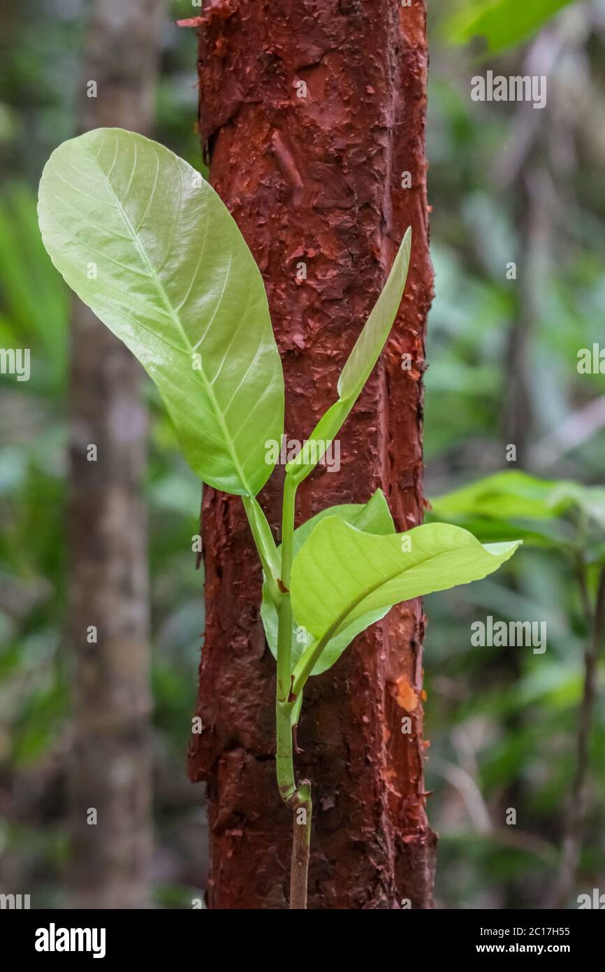 Green leaves leaning on a red tree trunk in the rainforest, Australia Stock Photo