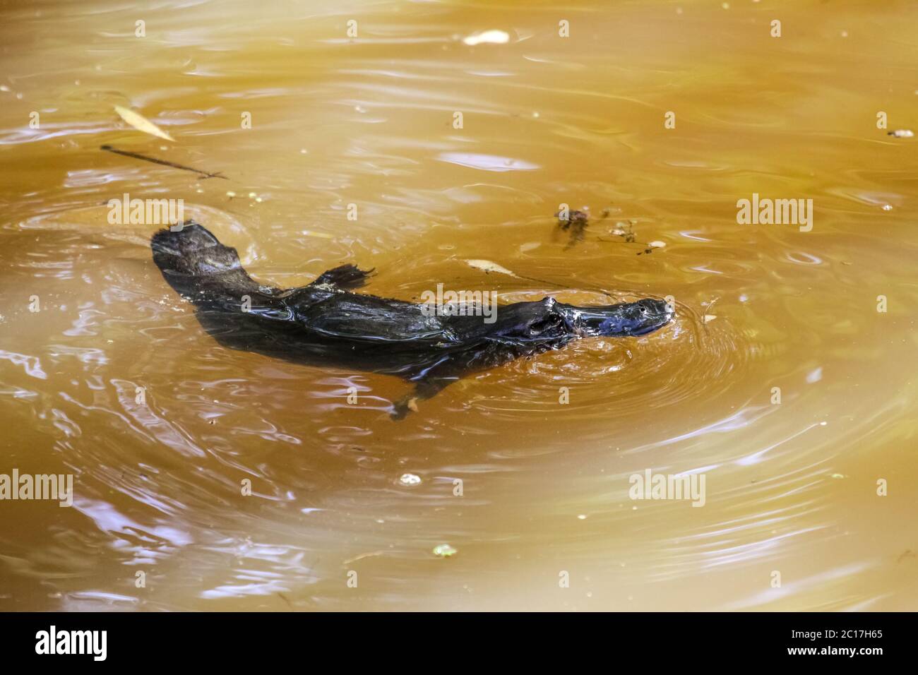 Platypus swimming on the surface of a creek, Yungaburra, Atherton Tablelands, Queensland, Australia Stock Photo