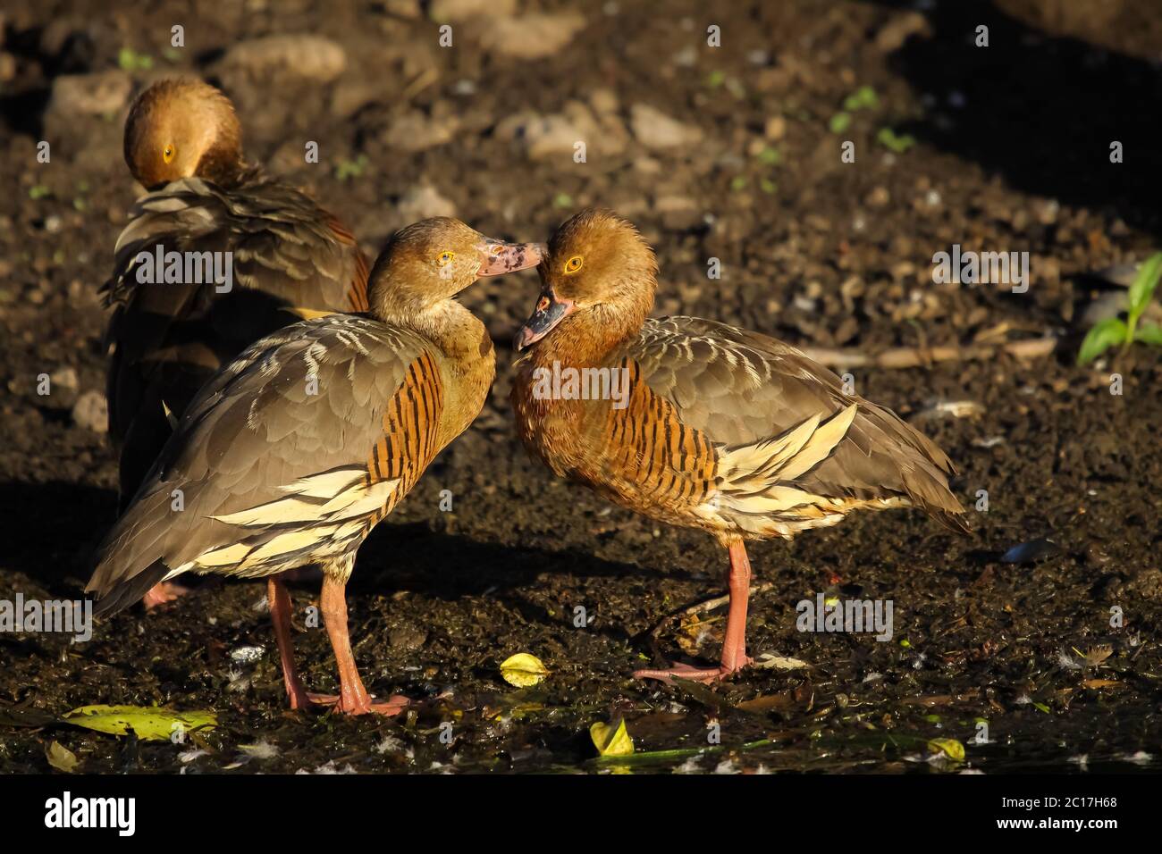 Couple of Plumed whistling ducks in love in the warm evening light, Yellow Water, Kakadu National Pa Stock Photo