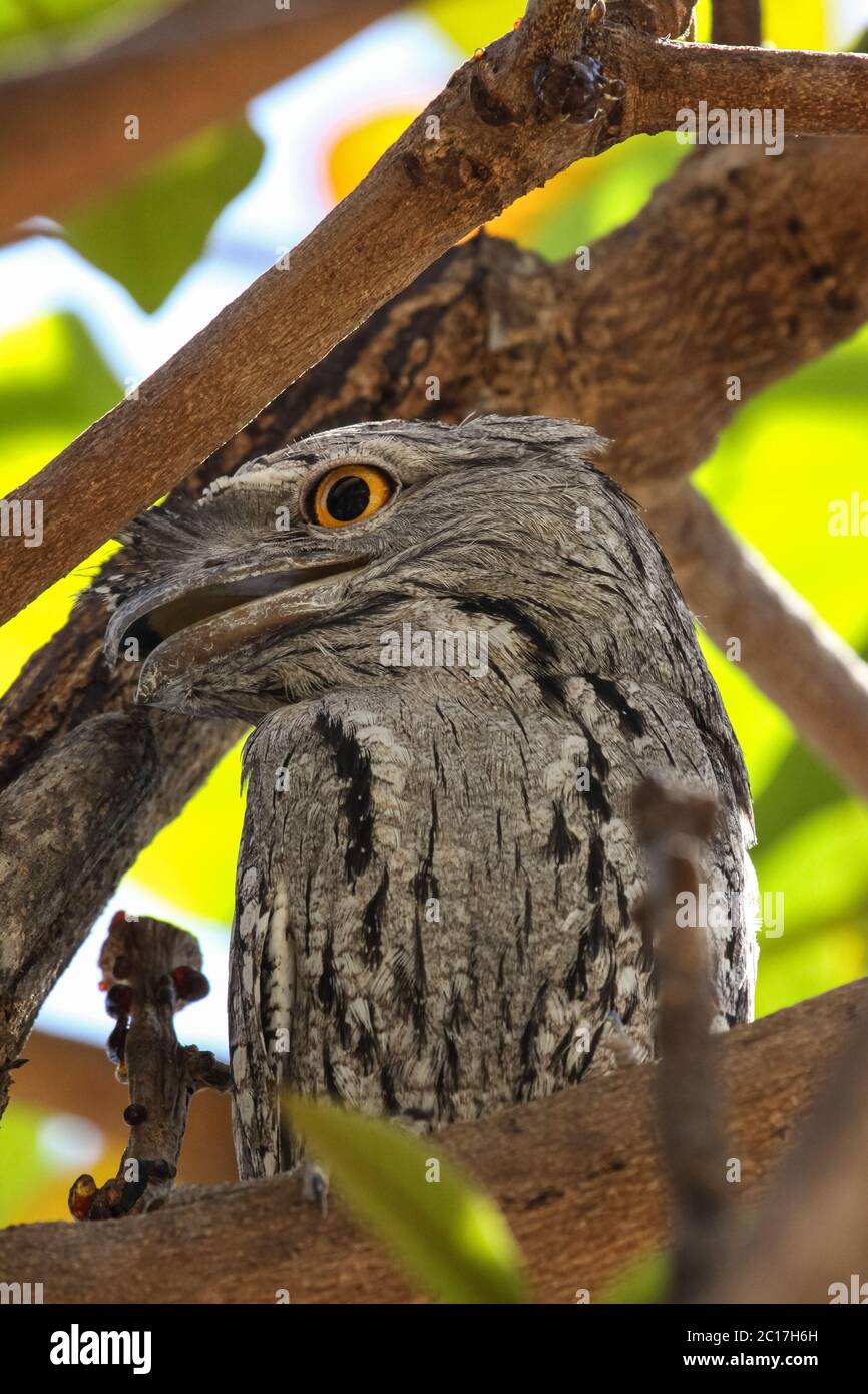 Close up of a unique Tawny frogmouth in tropical tree, Karumba, Queensland, Australia Stock Photo