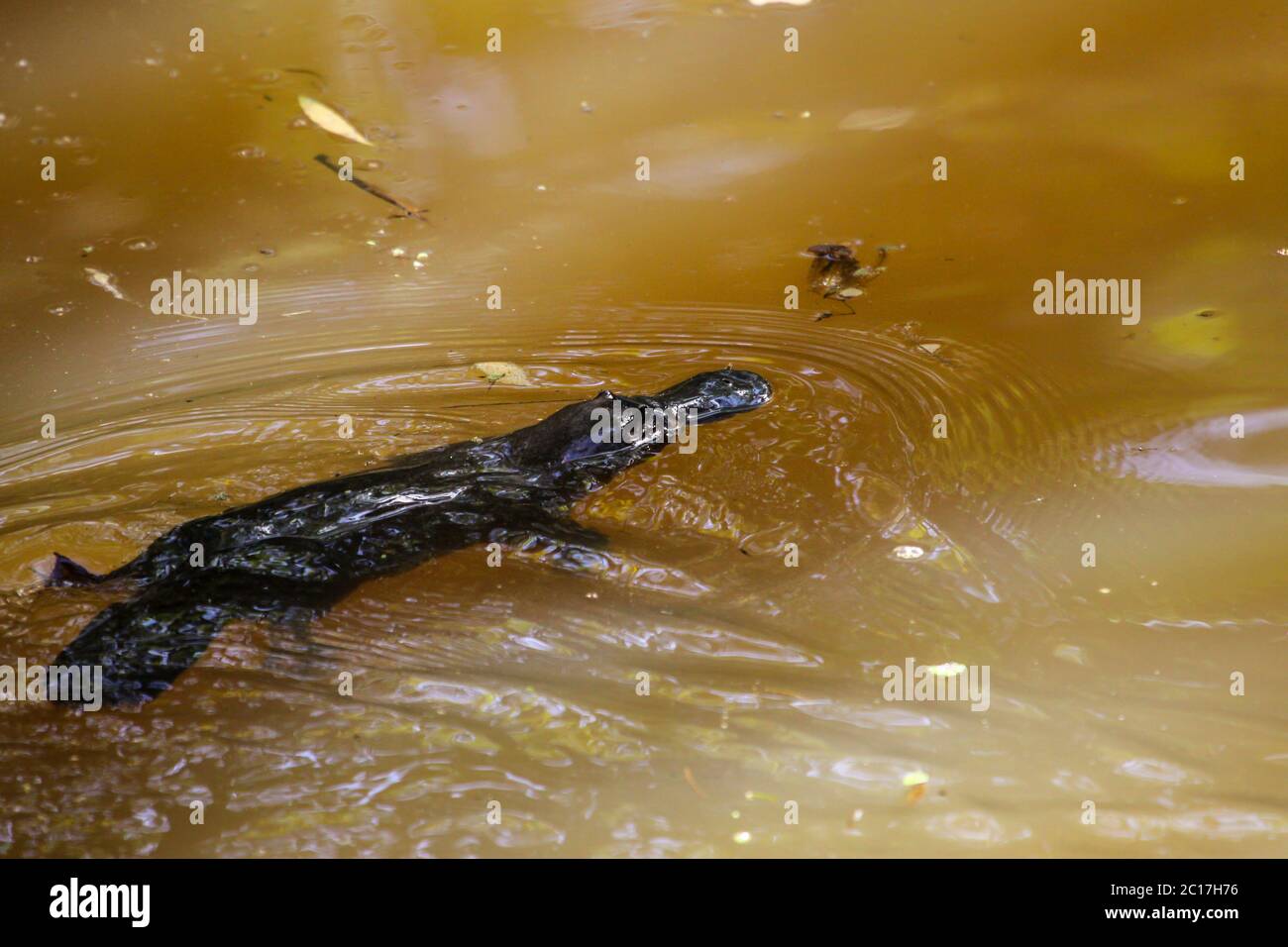 Platypus swimming on the surface of a creek, Yungaburra, Atherton Tablelands, Queensland, Australia Stock Photo