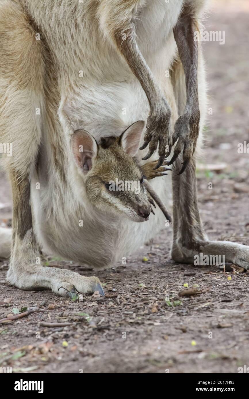 Close up of an Agile wallaby baby or called joey looking out of its mother´s pouch, Northern Territo Stock Photo