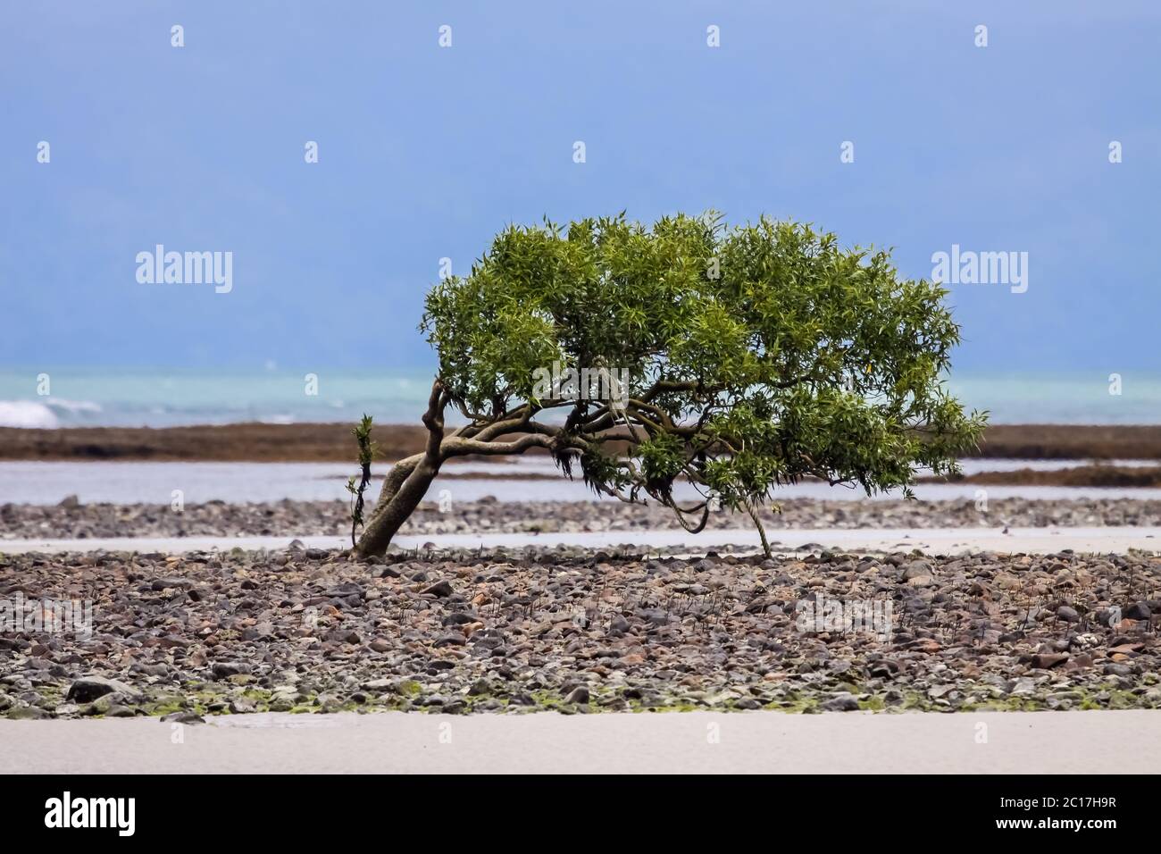 Leaning tree at the shore, Cape Tribulation National Park, Queensland, Australia Stock Photo
