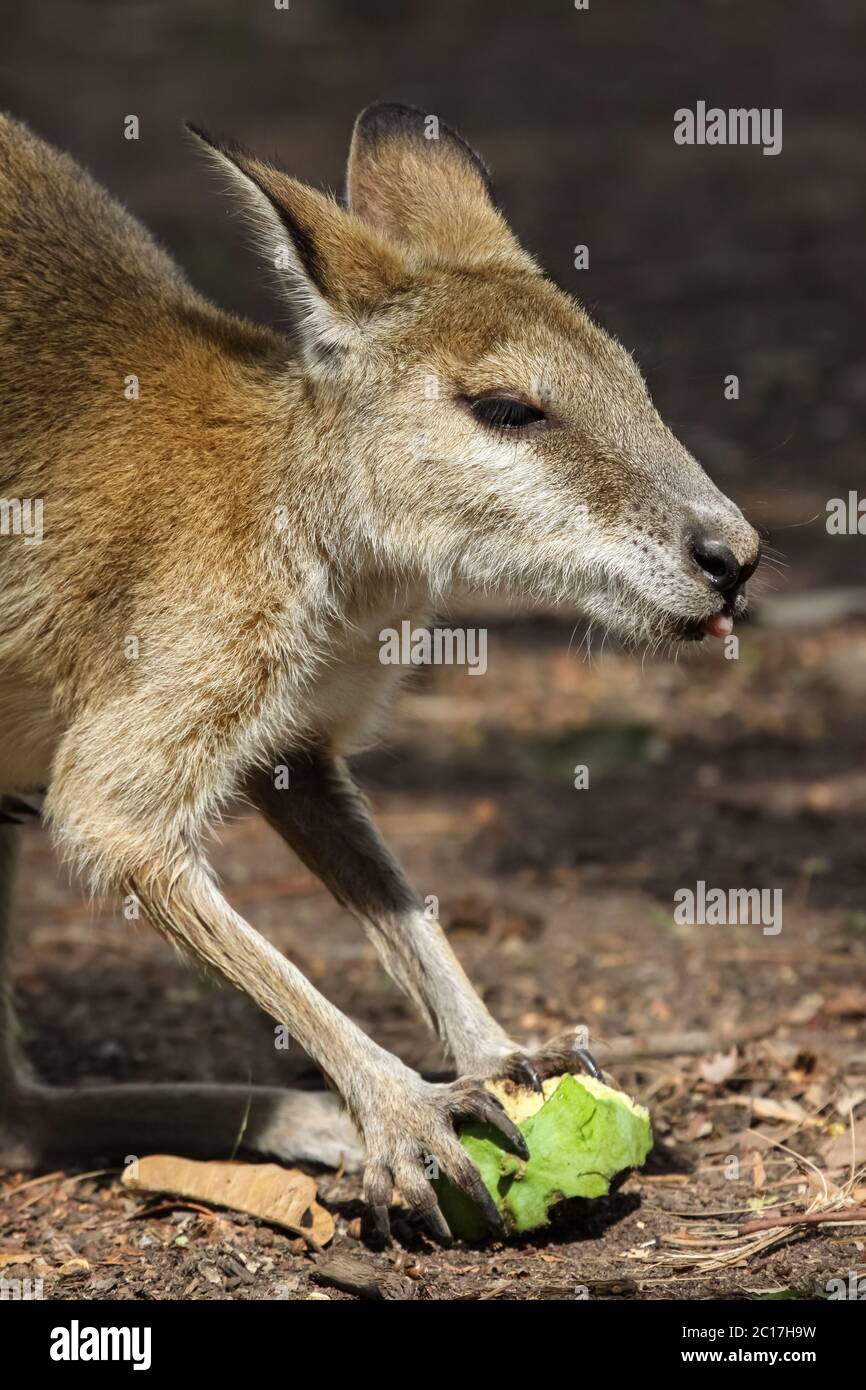 Close up of an Agile wallaby feeding on fruit, Northern Territory, Australia Stock Photo