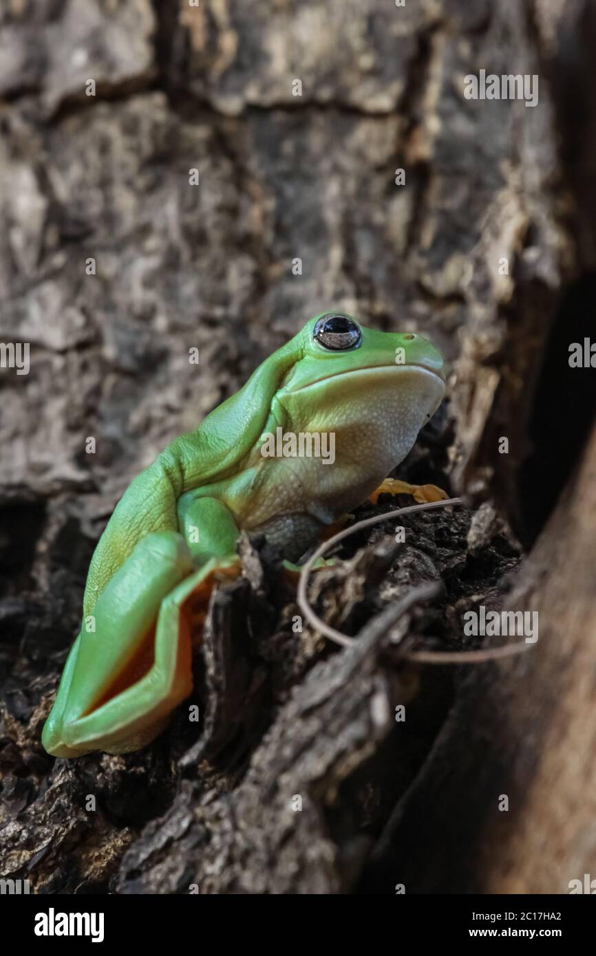 Close up of a Green tree frog sitting in a tree, Karumba, Queensland, Australia Stock Photo