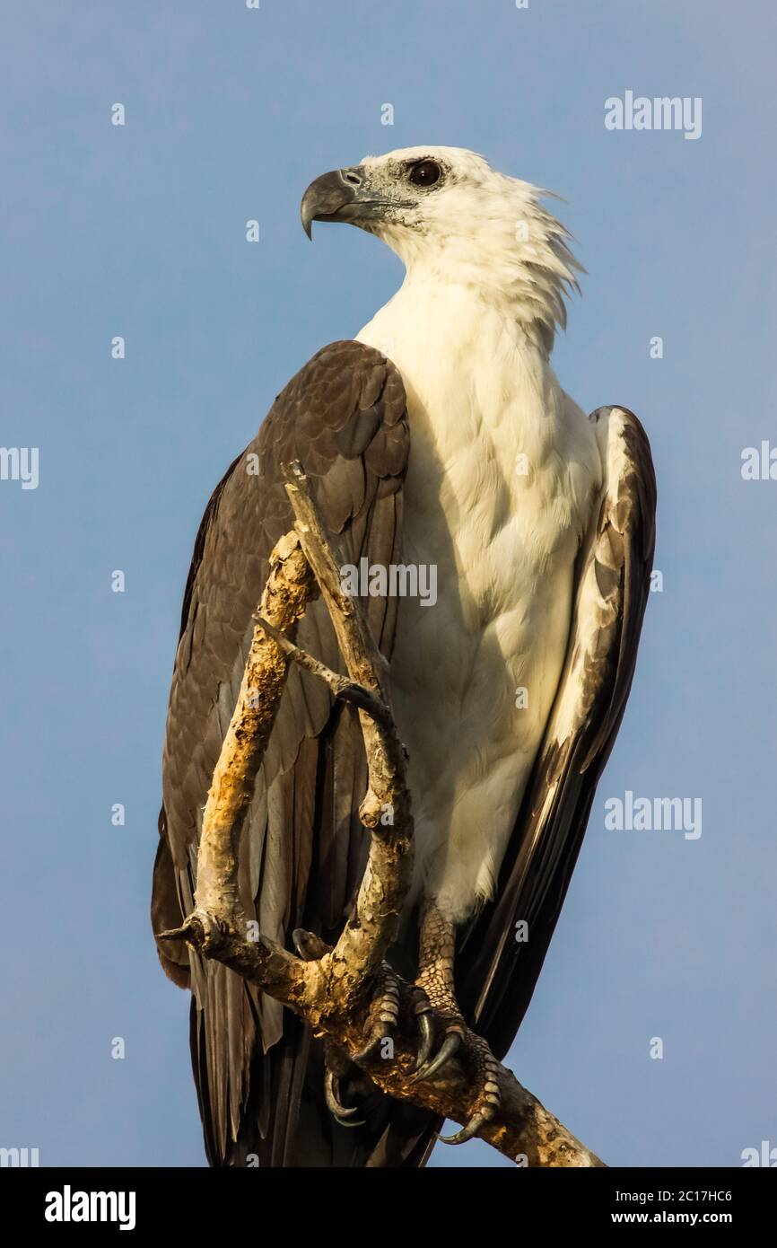 Sea eagle australia hi-res stock photography and images - Alamy