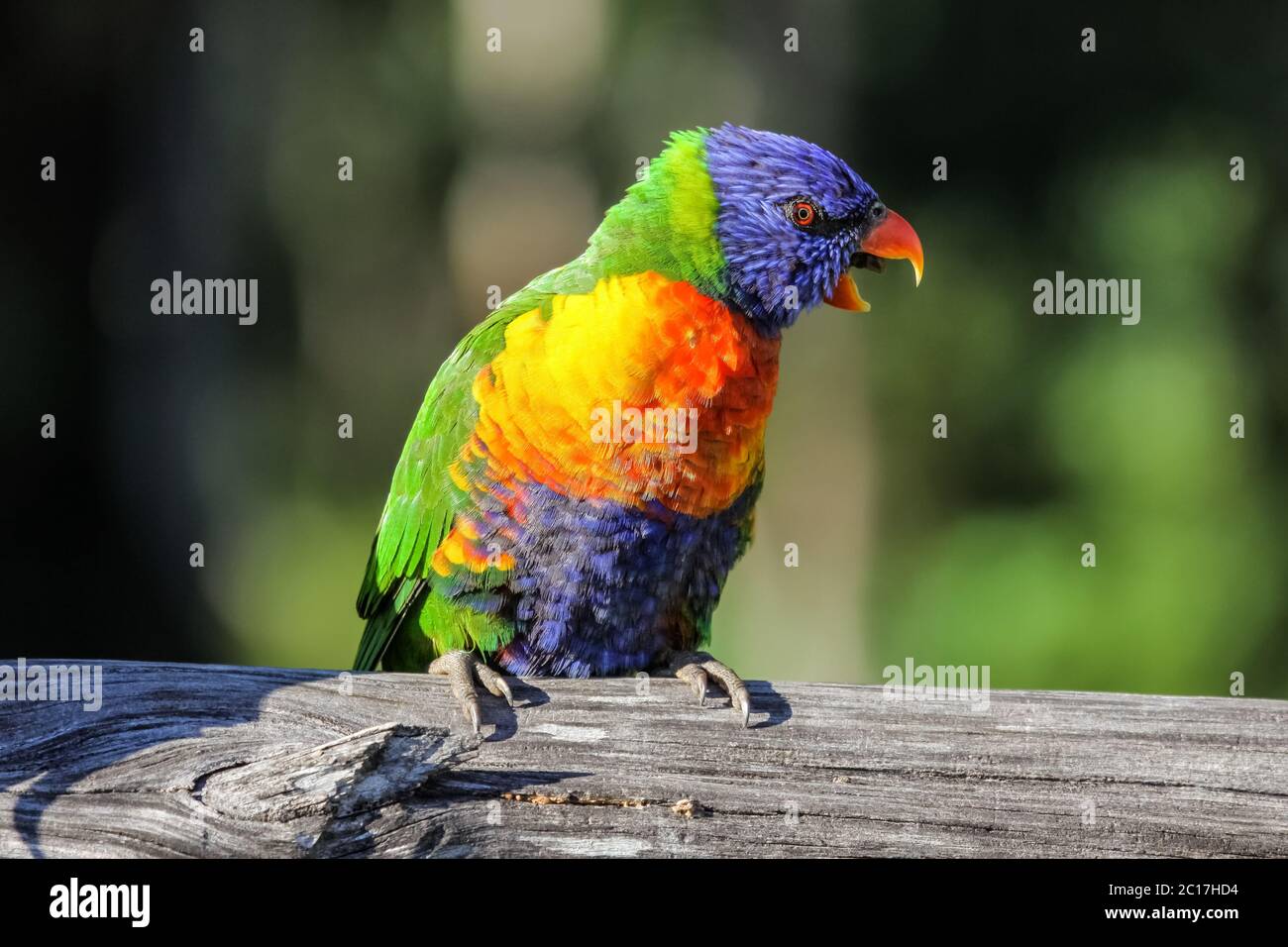 Close up of a colorful Rainbow lorikeet in the wild, Queensland Australia Stock Photo