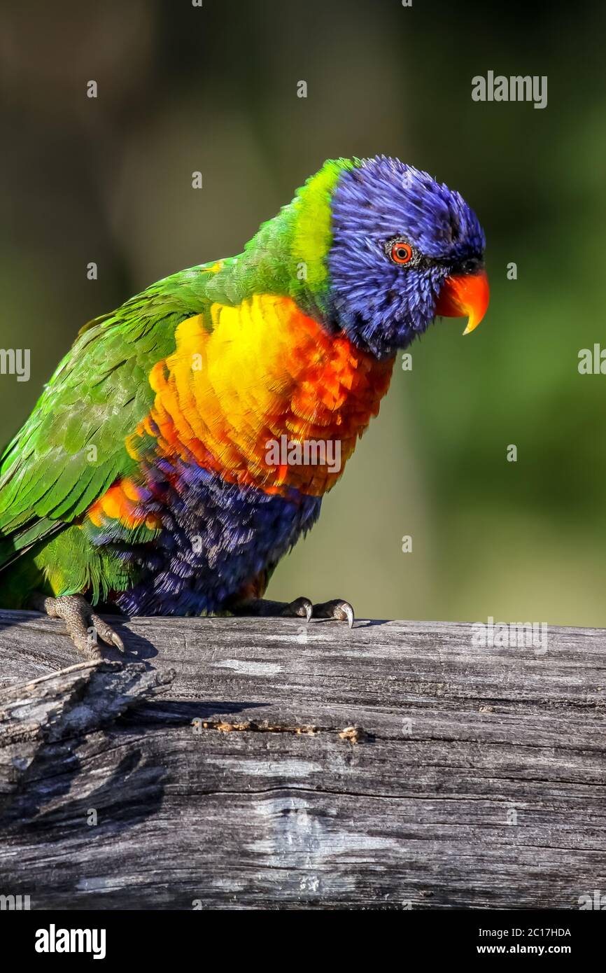Close up of a colorful Rainbow lorikeet in the wild, Queensland Australia Stock Photo