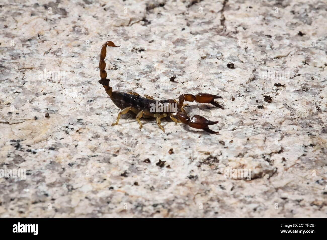 Close up of Black rock scorpion, Queensland Australia Stock Photo