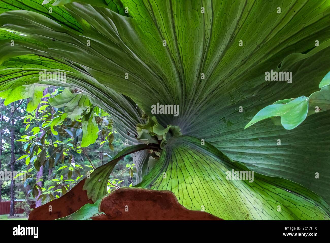 Close up of a tropical Elkhorn or staghorn fern, Fraser Island, Queensland Stock Photo