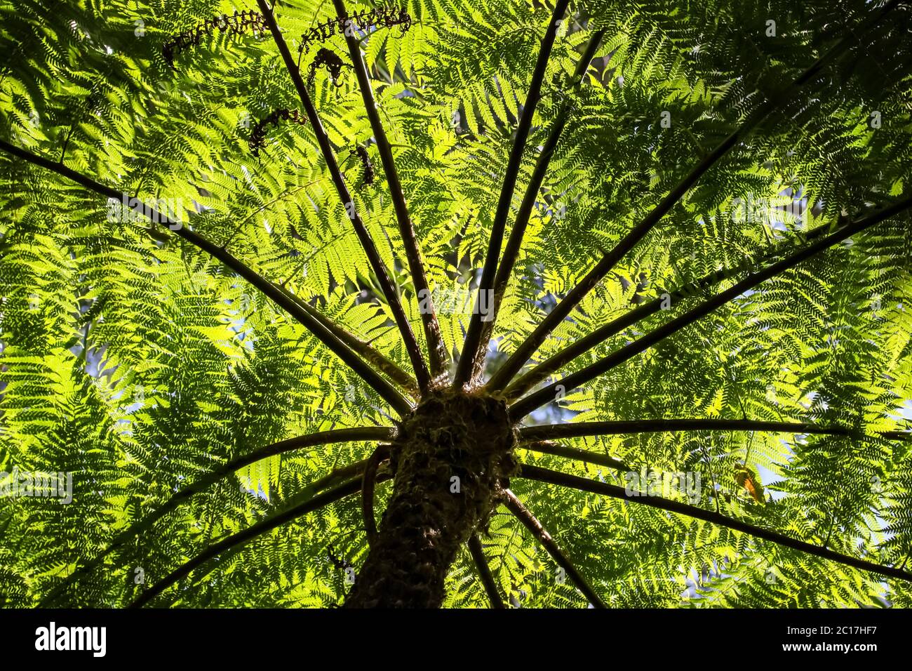 Light shines through the canopy of a Fern tree,Carnarvon Gorge, Queensland, Australia Stock Photo