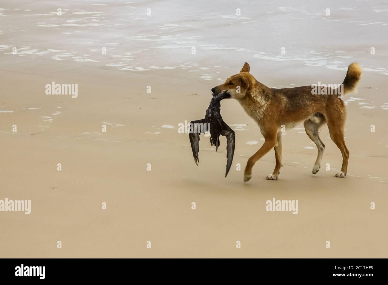 Australian dingo with its prey, a bulwers petrel at 75 mile beach