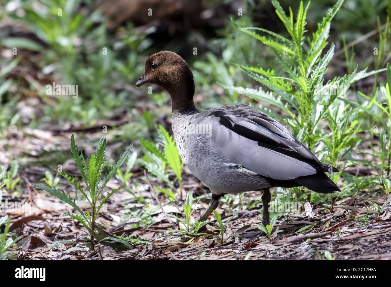 Close up of an Australian wood duck, Girraween National Park, Queensland, Australia Stock Photo