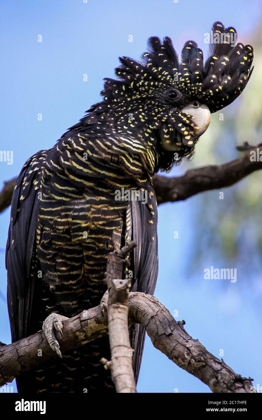 Close up if a Red tailed black cockatoo with a pretty crest perching on a branch, Paluma Range Natio Stock Photo