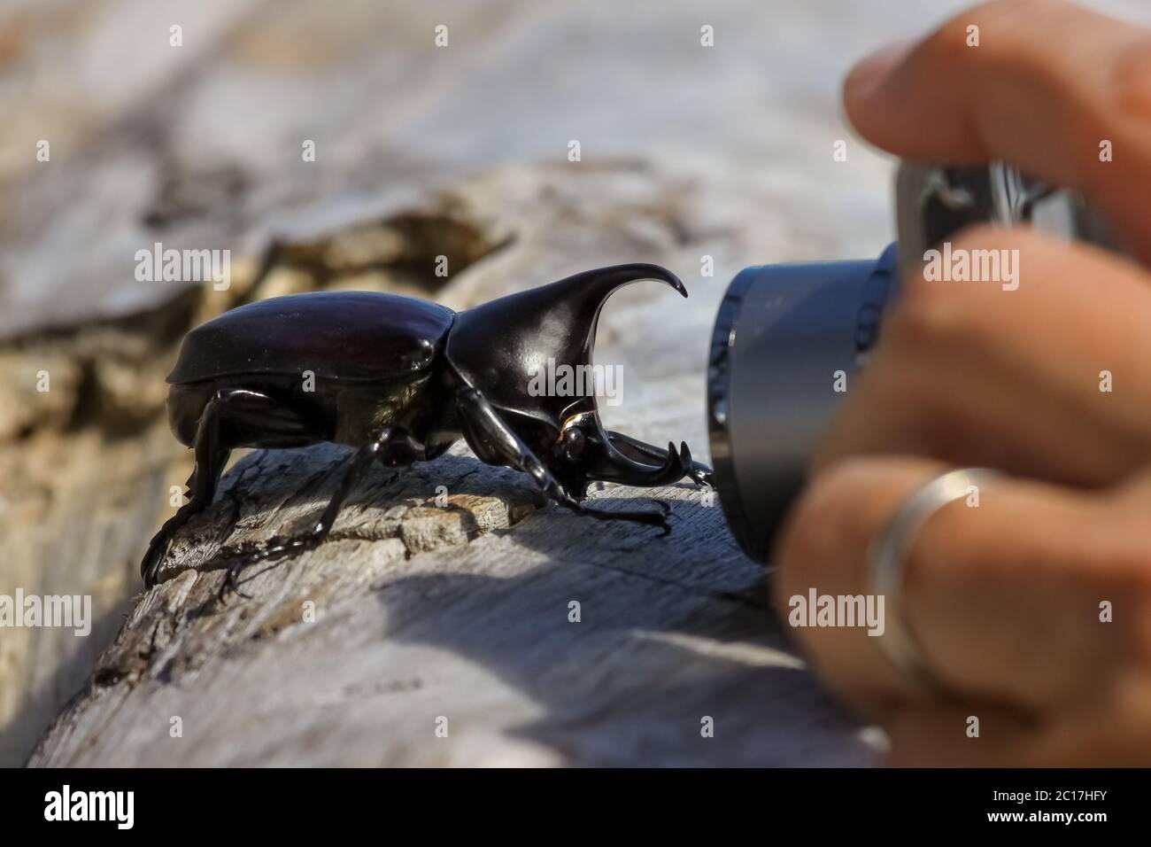 Rhinoceros beetle facing the camera, Paluma Range National Park, Queensland, Australia Stock Photo