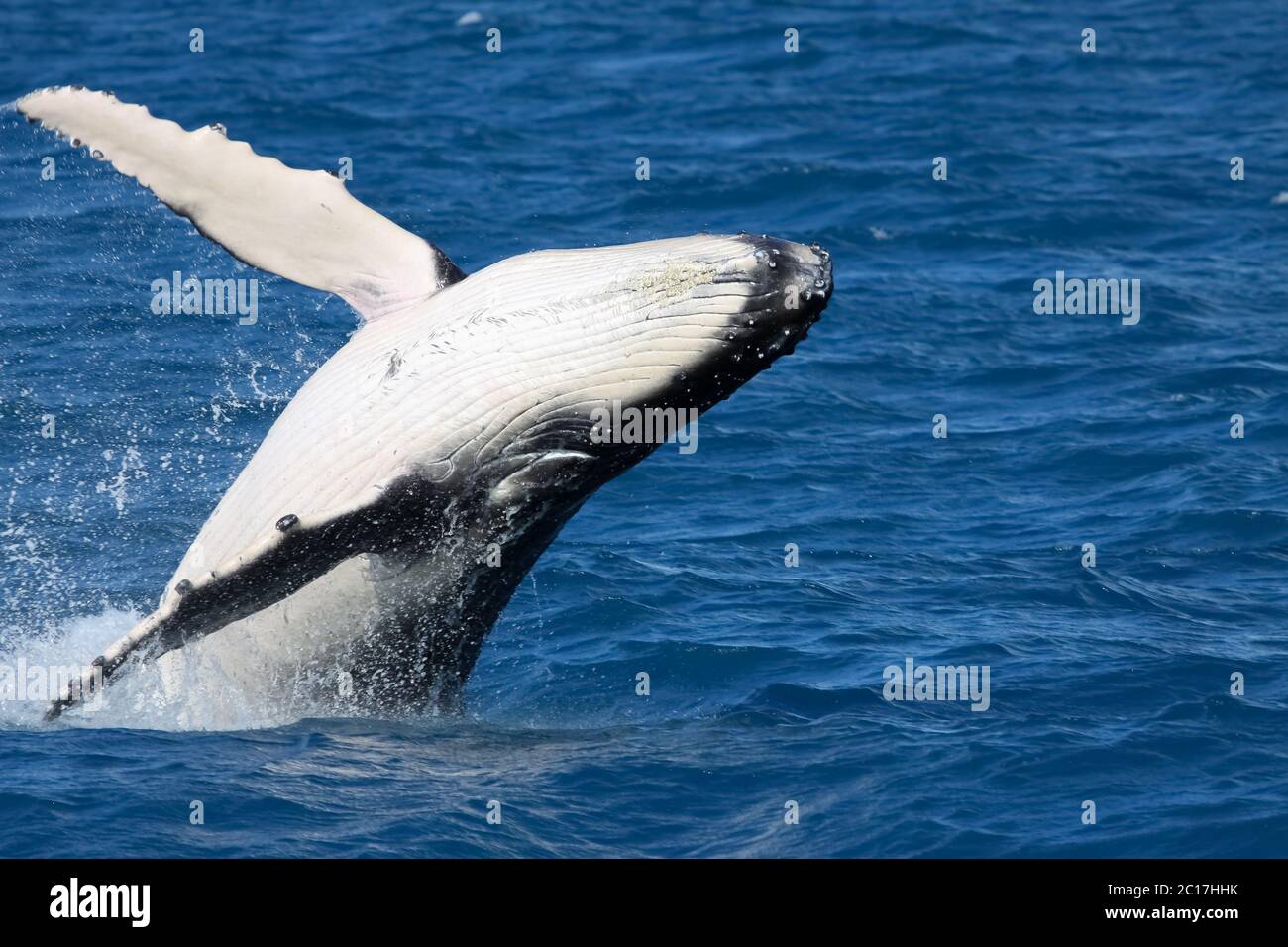 Humpback whale breaching, Hervey Bay, Queensland Stock Photo
